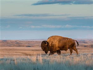 Prairie Adventure by Coach