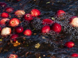 Bala Cranberry Festival