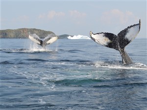 Discover Newfoundland