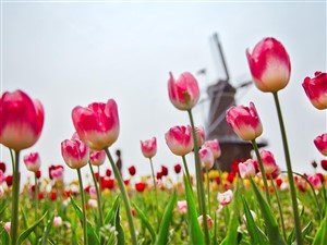 Holland Tulip Time Festival