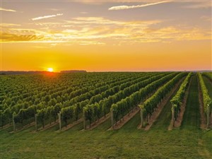 Niagara Wine & Cheese 