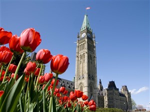 Ottawa Tulip Festival