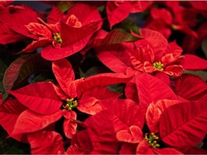 Niagara Festival of Lights & Floral Showhouse