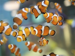 Ripley's Aquarium Toronto 