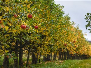 St. Jacobs Market  and Shuh Orchards