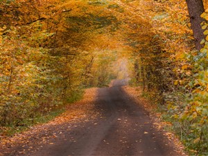 Tunnel of Trees