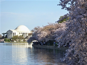 Washington Cherry Blossom Festival